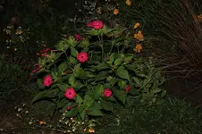 Wunderblume.webp