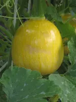 garten 09 015.webp
