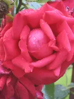 garten 09 016.webp
