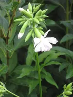garten 09 017.webp