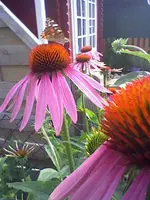 HNI_0032.webp
