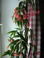 DSCN0920.webp