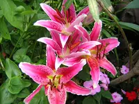DSCN0995.webp