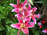 DSCN0996.webp