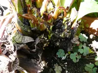 P1040435.webp