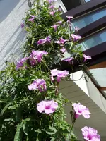 P1040416.webp