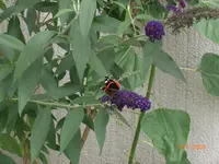 Bild 113.webp