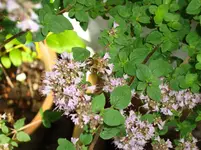 Garten 3 110.jpg