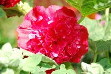 DSC_0078.webp