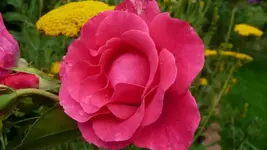 K800_Gemischtes 1170.webp