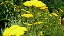 K800_Gemischtes 1171.webp