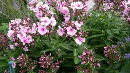 K800_Gemischtes 1179.webp