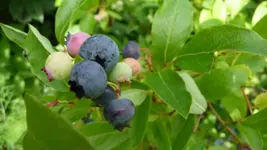 K800_Gemischtes 1175.webp