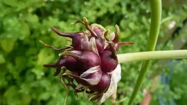 K800_Gemischtes 1176.webp