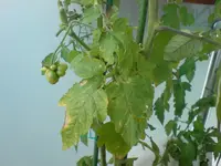 DSC00342.webp