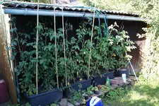Tomaten.webp