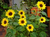 PICT4986.webp