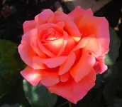 PICT4947.webp