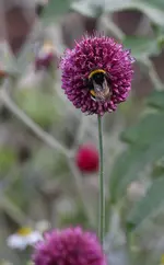 Zierlauch.webp