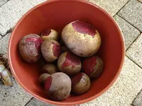 rote bete.webp