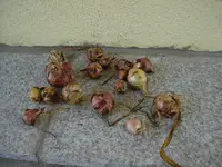 Zwiebeln.webp