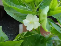 wunderblume 1.webp
