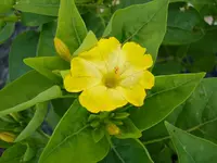 wunderblume 2.webp
