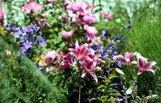 bunte Mischung2_klein.webp