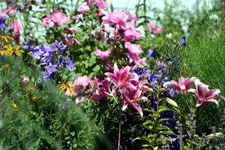 bunte Mischung3.webp