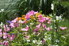 bunte Mischung.webp