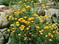 Kalifornischer Mohn.webp