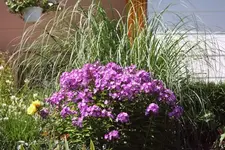 lila Phlox vor Pampasgras.webp