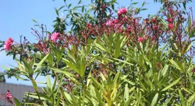 Oleander blüht.webp