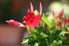 Prunkwinde.webp