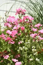 rosa Malve.webp
