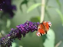 Schmetterlingsflieder.webp