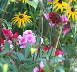 Sommerazalee zwischen Dahlie und Sonnenbraut.webp