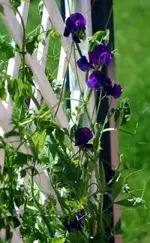 blaue Wicke_klein.webp