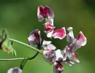 himbeerfarben gesprenkelte Wicke.webp