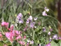 lila und rot gesprenkelte Wicke.webp