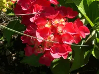 Garten Juli11 004.webp