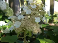 Garten Juli11 010.webp