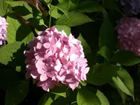 Garten Juli11 019.webp