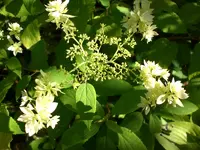 Garten Juli11 026.webp