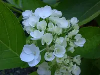 Garten Juli11 028.webp