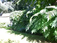 Garten Juli11 020.webp
