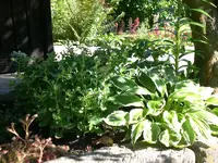 Garten Juli11 022.webp