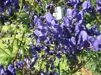 Garten Juli11 005.webp