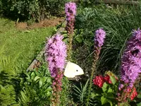 Garten Juli11 008.webp