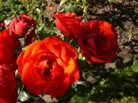 Garten Juli11 011.webp